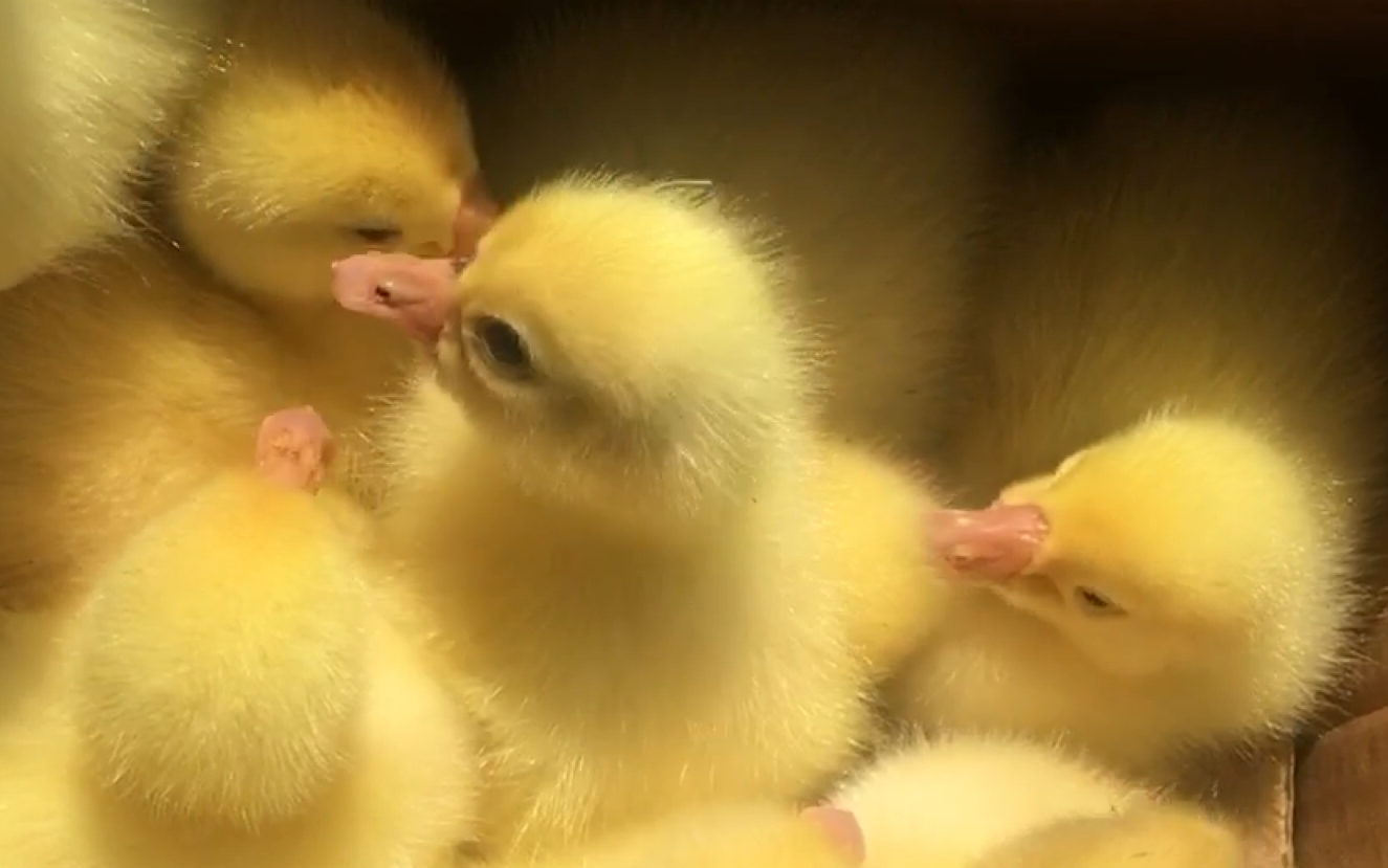 【萌宠】大鹅小时候