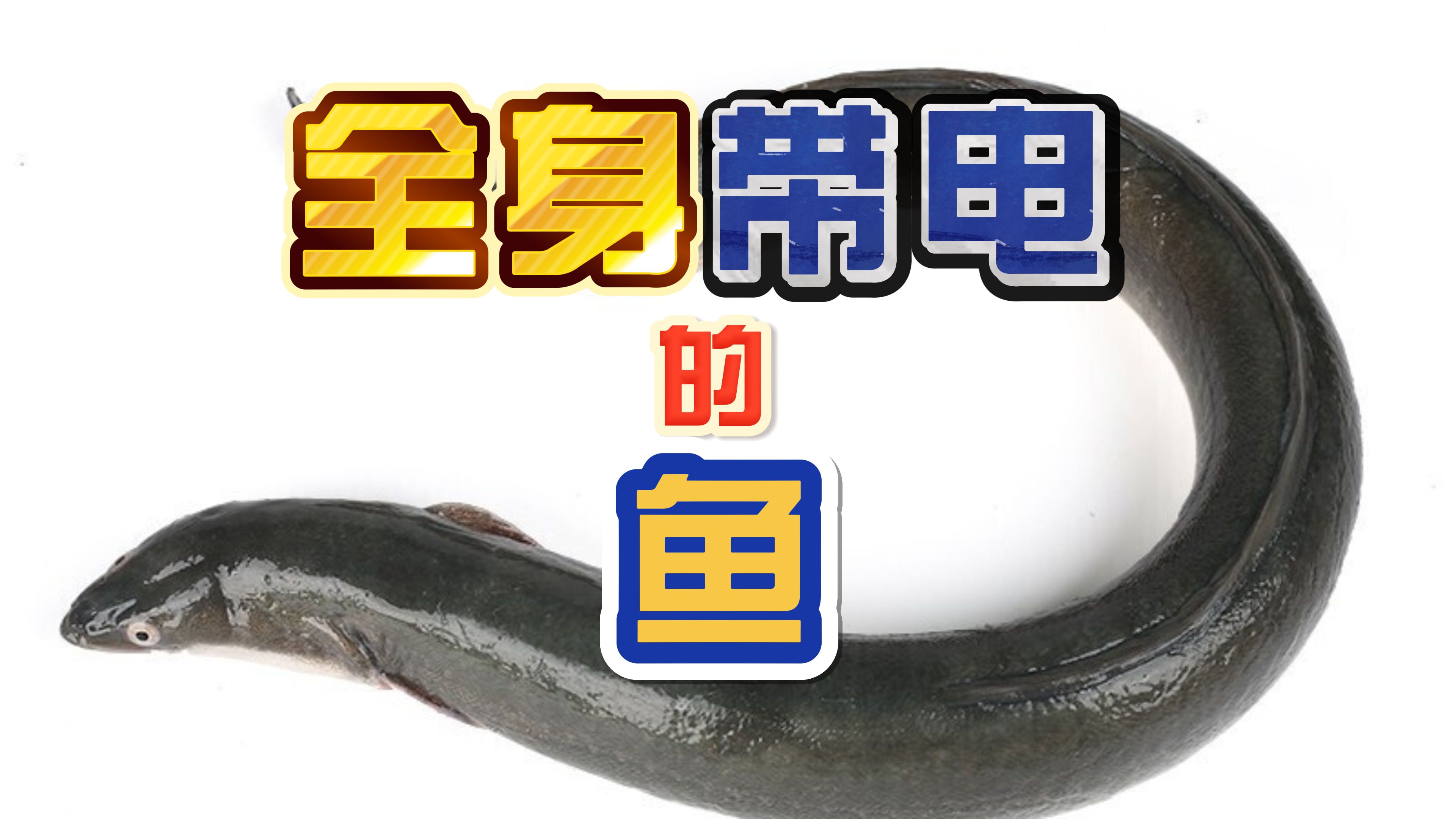 全身带电的鱼