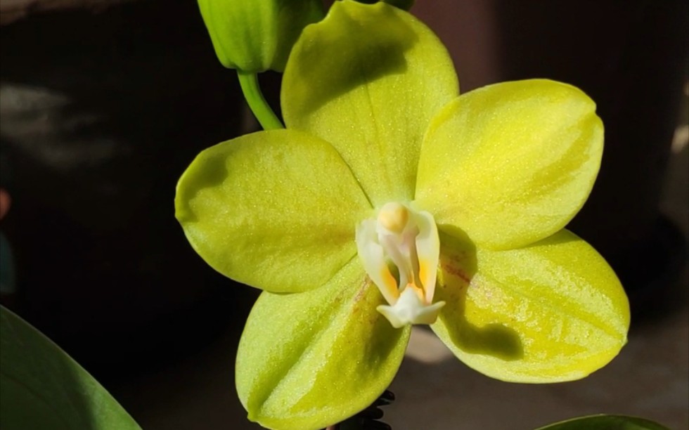 蝴蝶兰:吉祥如意开花