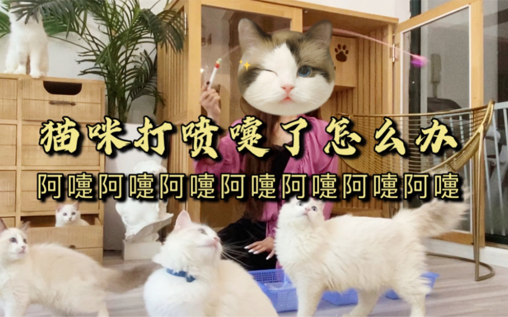 猫咪打喷嚏了怎么办?超全的治疗方案都在这!哔哩哔哩bilibili