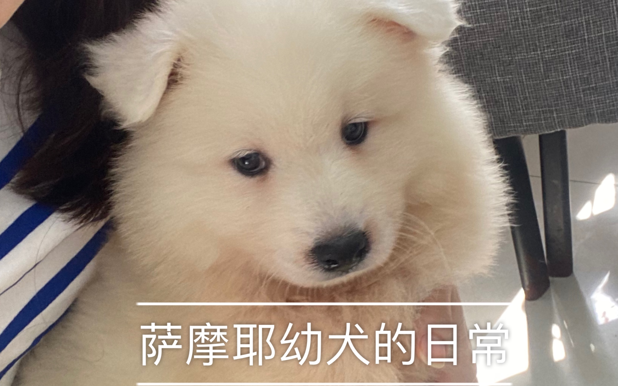 萨摩耶幼犬的日常哔哩哔哩bilibili