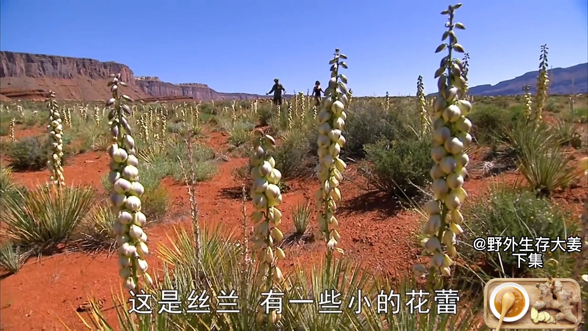 [图]野外夫妻档： 迈克夫妇被困荒野，吊打青蛙，狂追火鸡，脚踹野兔。下集