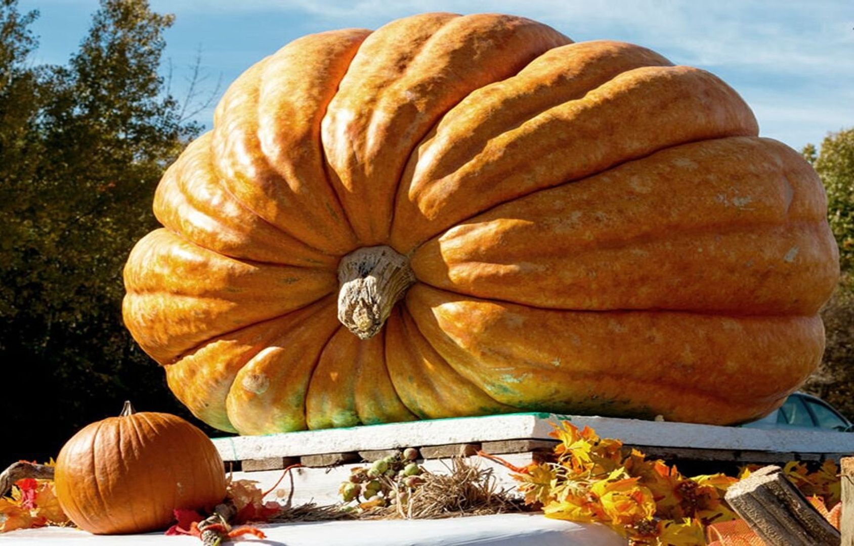 加拿大所种植的巨型南瓜,单个重量上千公斤,是怎样种出来的?