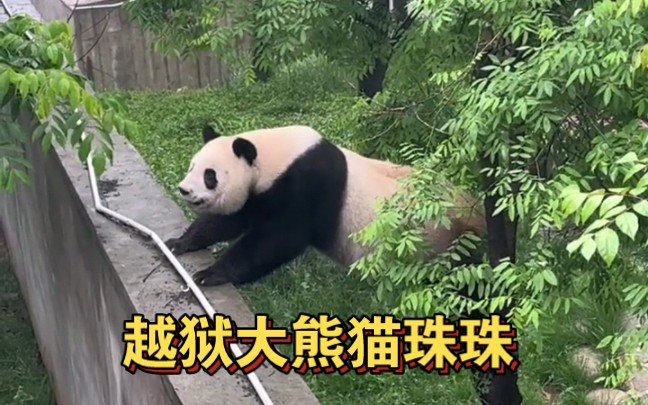 秦岭一23岁熊猫越狱 珠珠是着急越狱去看被咬耳朵的阿宝吗