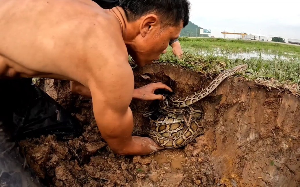 捕蛇高手图片