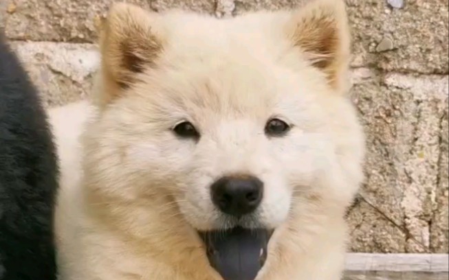 极品白色土松狮小美女,全黑舌头,真正小小猫耳,全白色连耳朵都白色,50