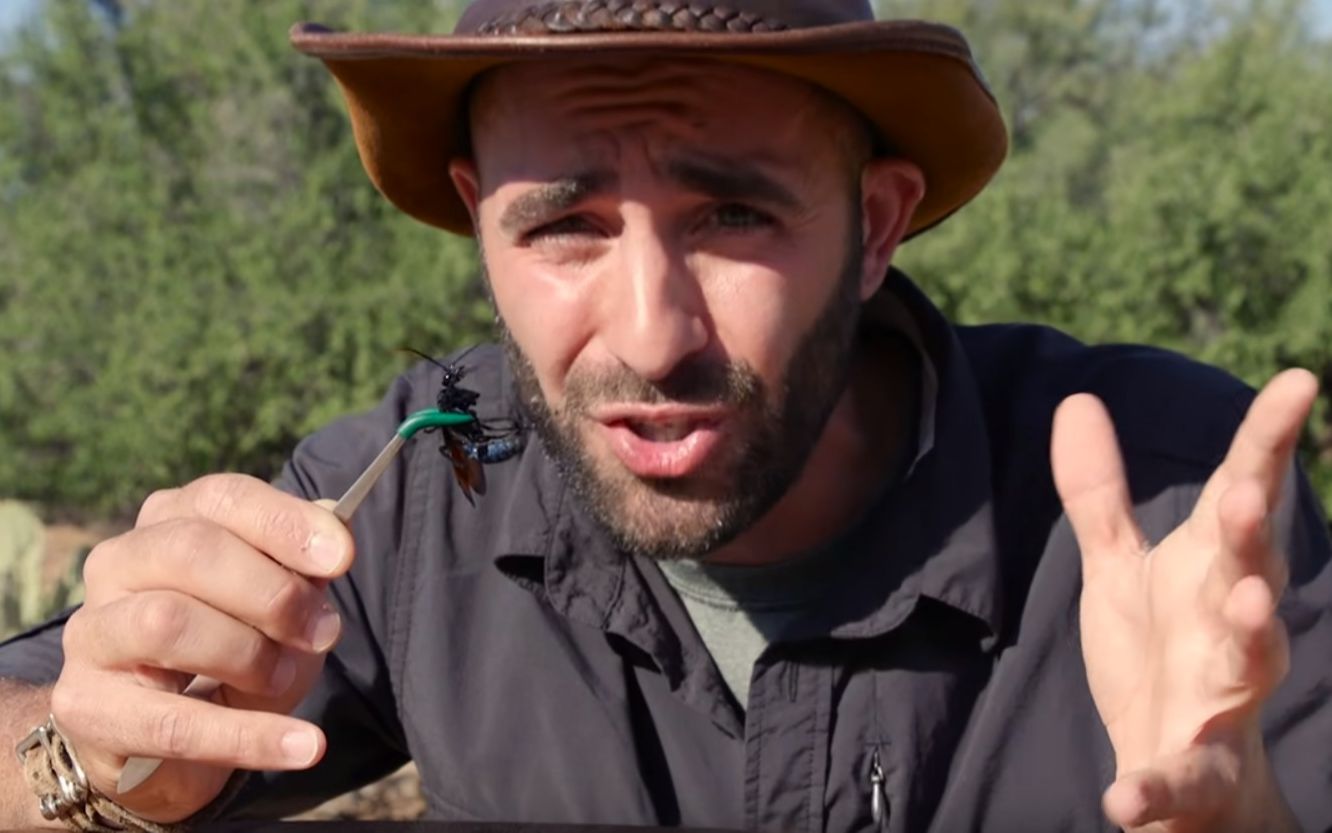 stung by a tarantula hawk