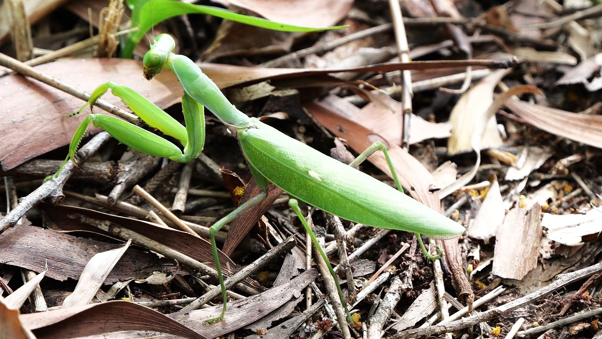 【行为图鉴】中华斧螳 慢慢在地上走