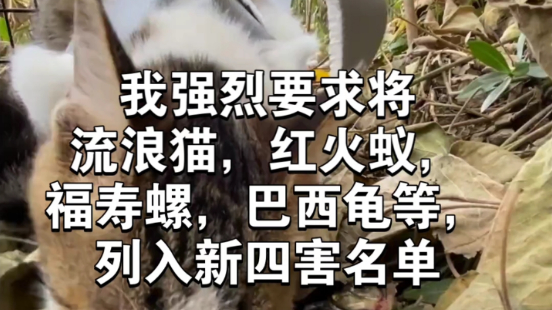 (补档2)我强烈要求将流浪猫红火蚁巴西龟福寿螺列入新四害名单哔哩哔哩bilibili