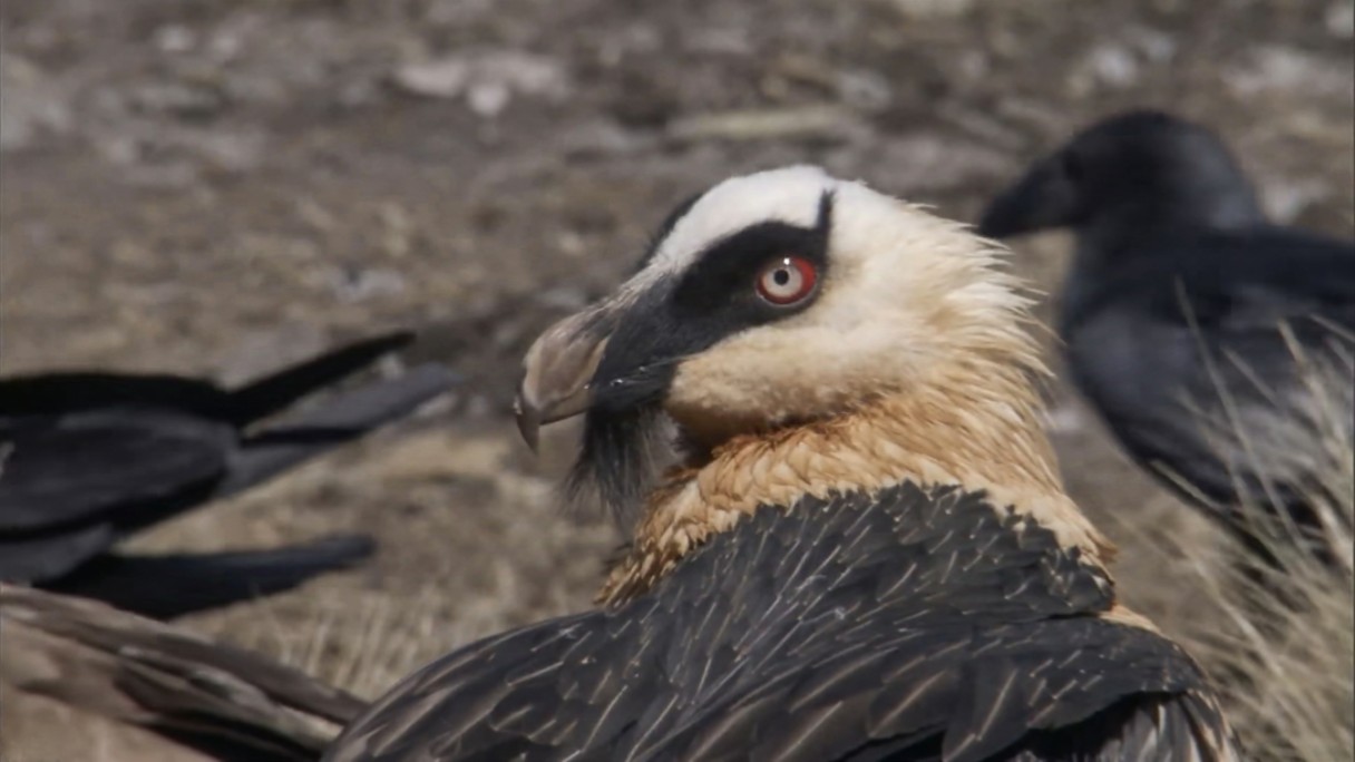胡兀鹫 一种爱吃骨头 翼展接近三米的大型猛禽