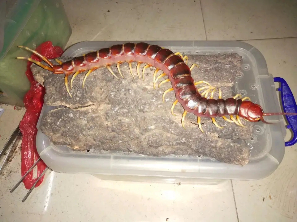 南美蜈蚣即将到货敬请期待