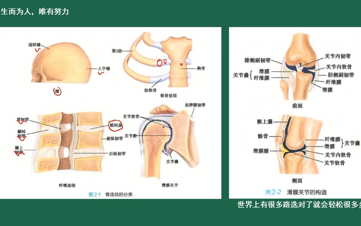 第6集:解剖学运动系统骨连接与关节.哔哩哔哩bilibili