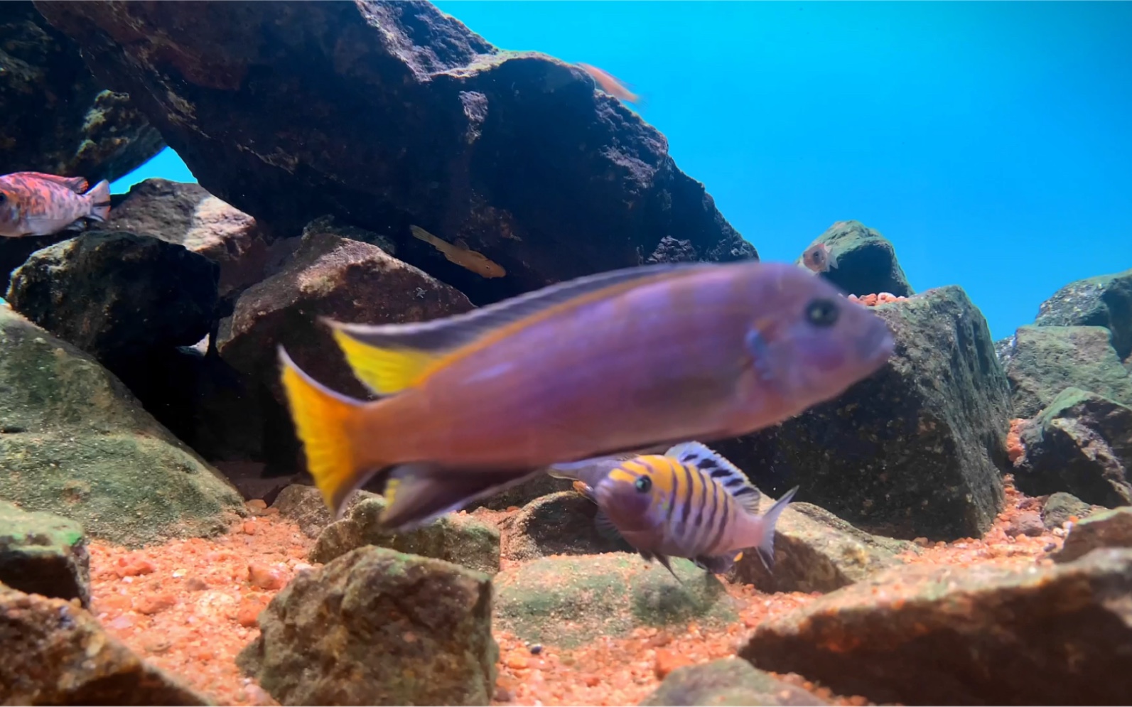 鱼缸里的马拉维湖三湖慈鲷岩栖