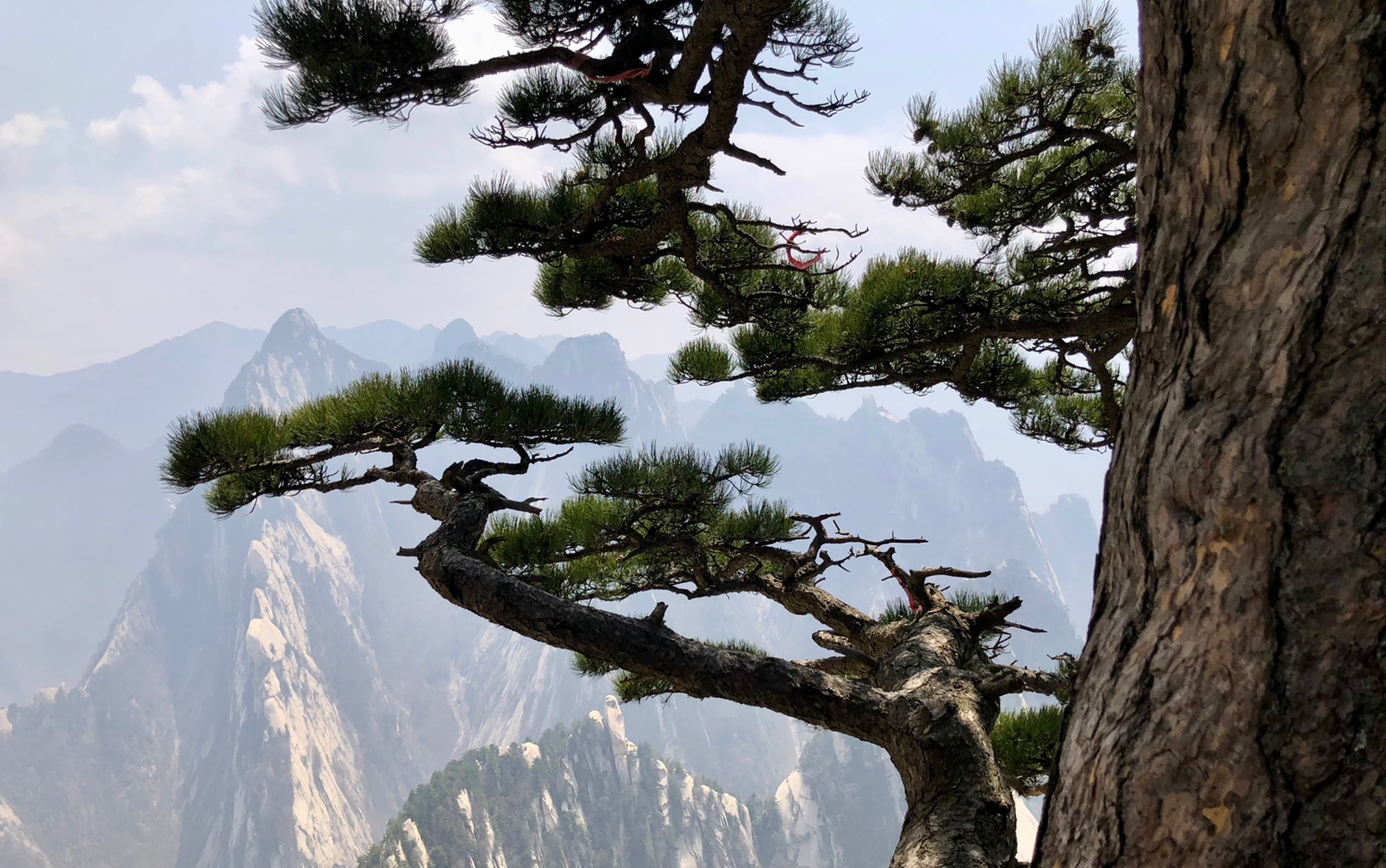 凉山州华山松图片