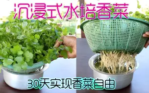 Tải video: 沉浸式种香菜 你们要的简单易种30天出菜的教程它来了 超简单好玩