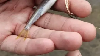 都是马口仔