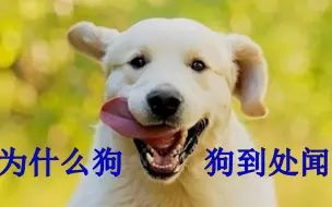 为什么狗狗到处闻？