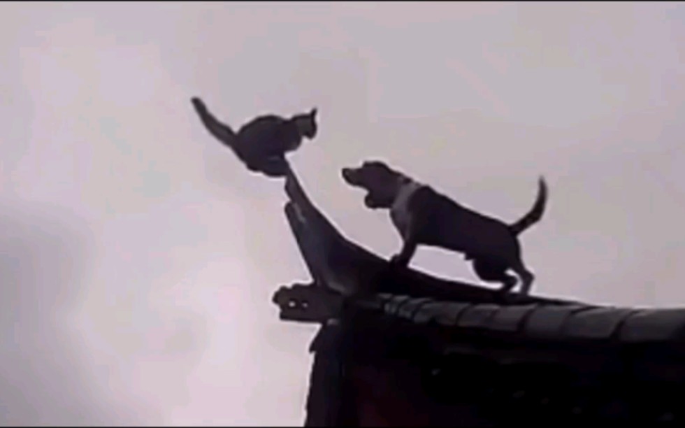 [图]建议改成：功 夫 神 猫 ！