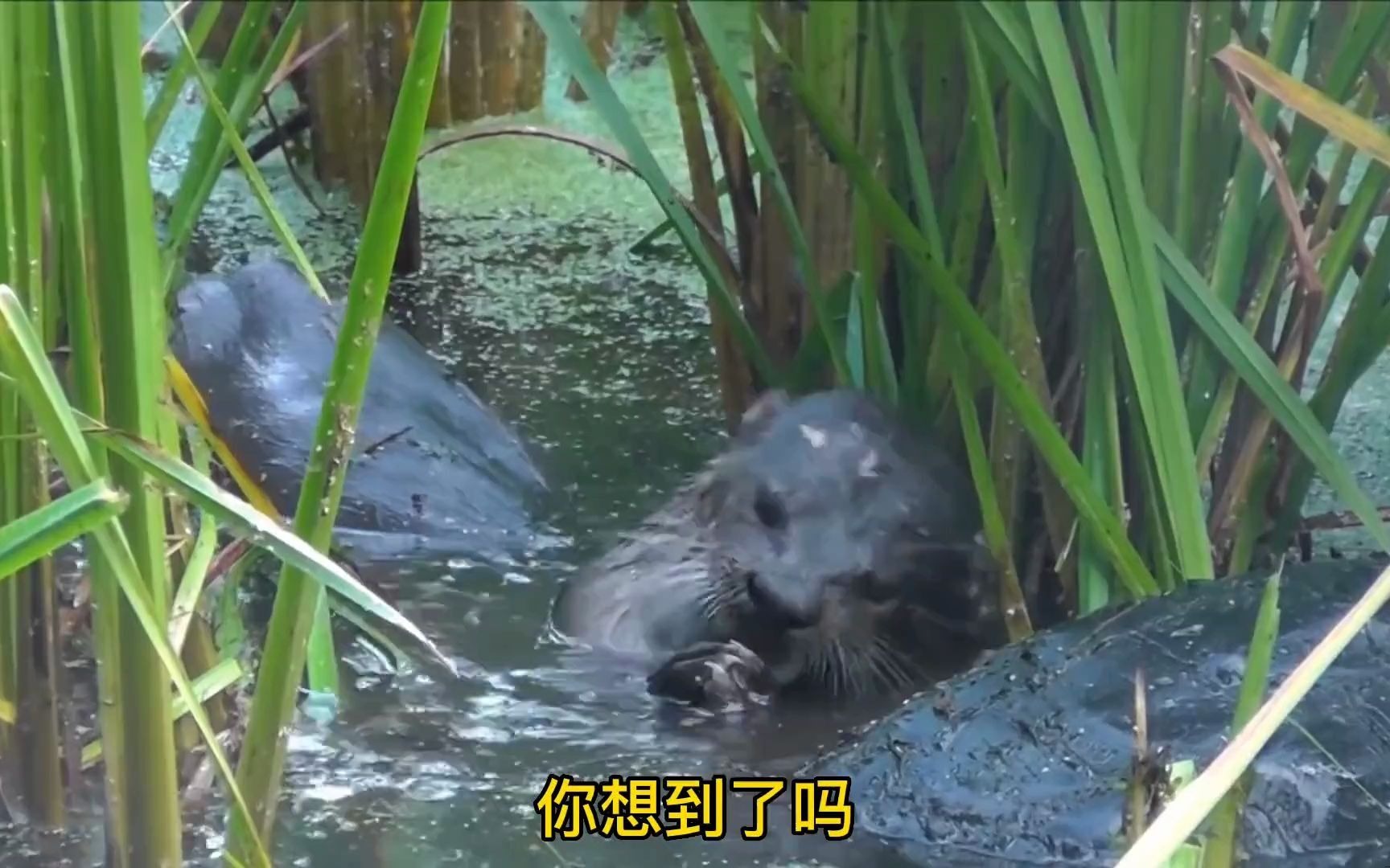 水中平头哥水獭大战最古老的爬行动物鳄龟,最终将对手生吞活剥!