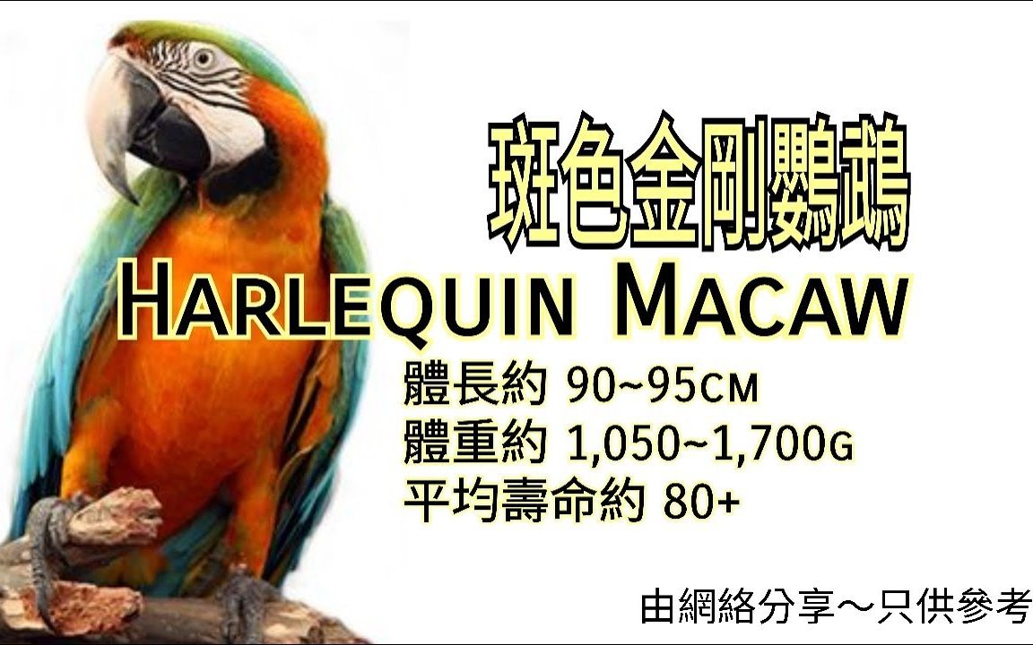 鹦鹉品种分享介绍 ~斑色金刚鹦鹉 (Harlequin Macaw)哔哩哔哩bilibili