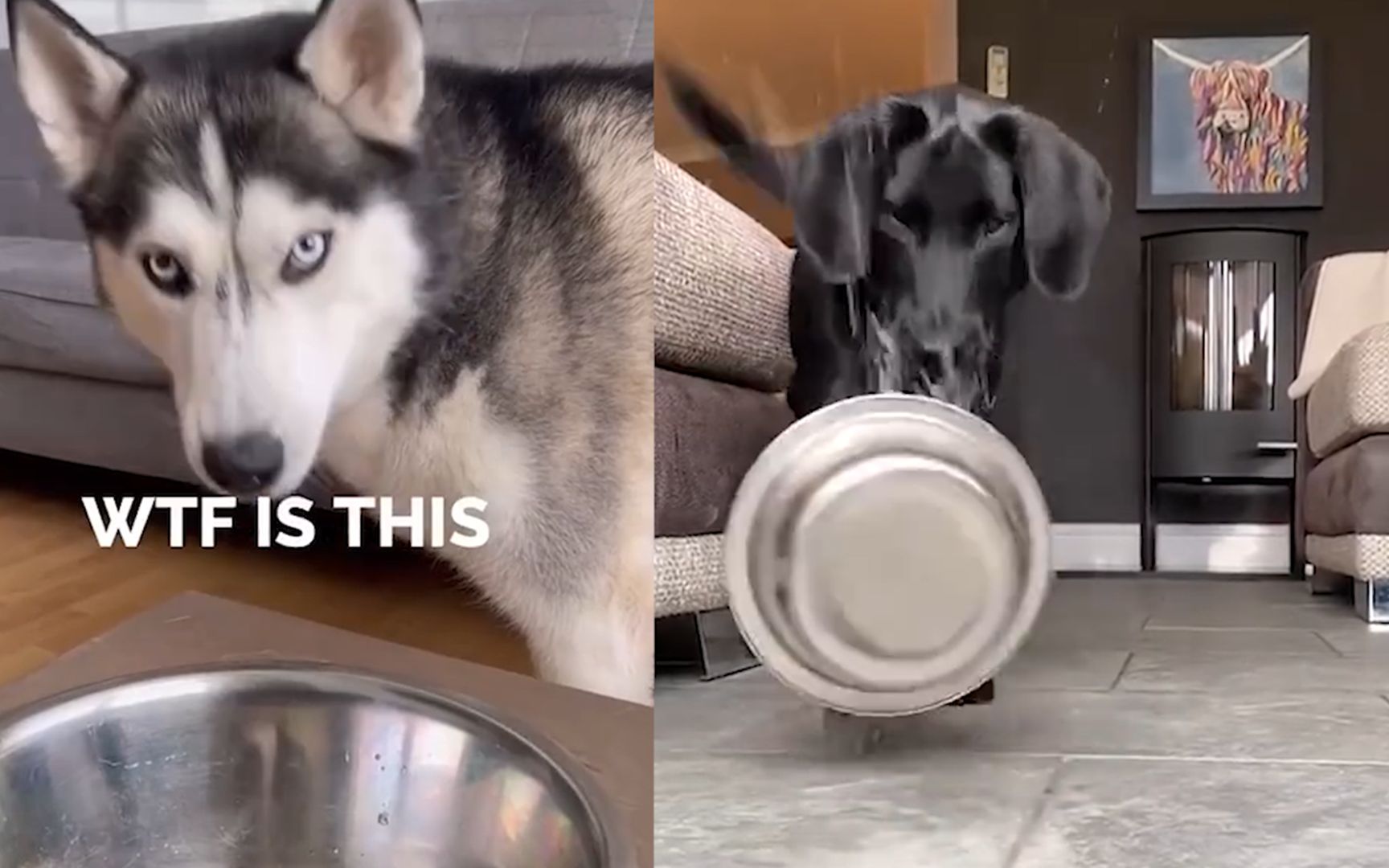 国外狗狗们第一次喝汽水,一口下去躲得远远地,狗子:这水扎嘴!