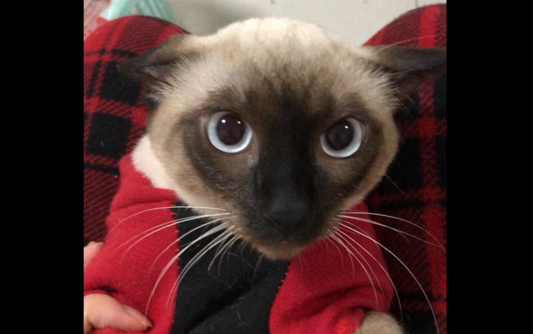 暹罗猫这猫洗耳朵洗废了