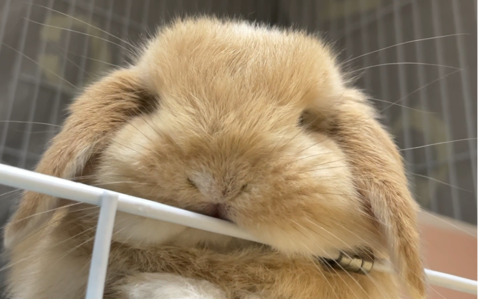 小兔子的委屈谁懂啊