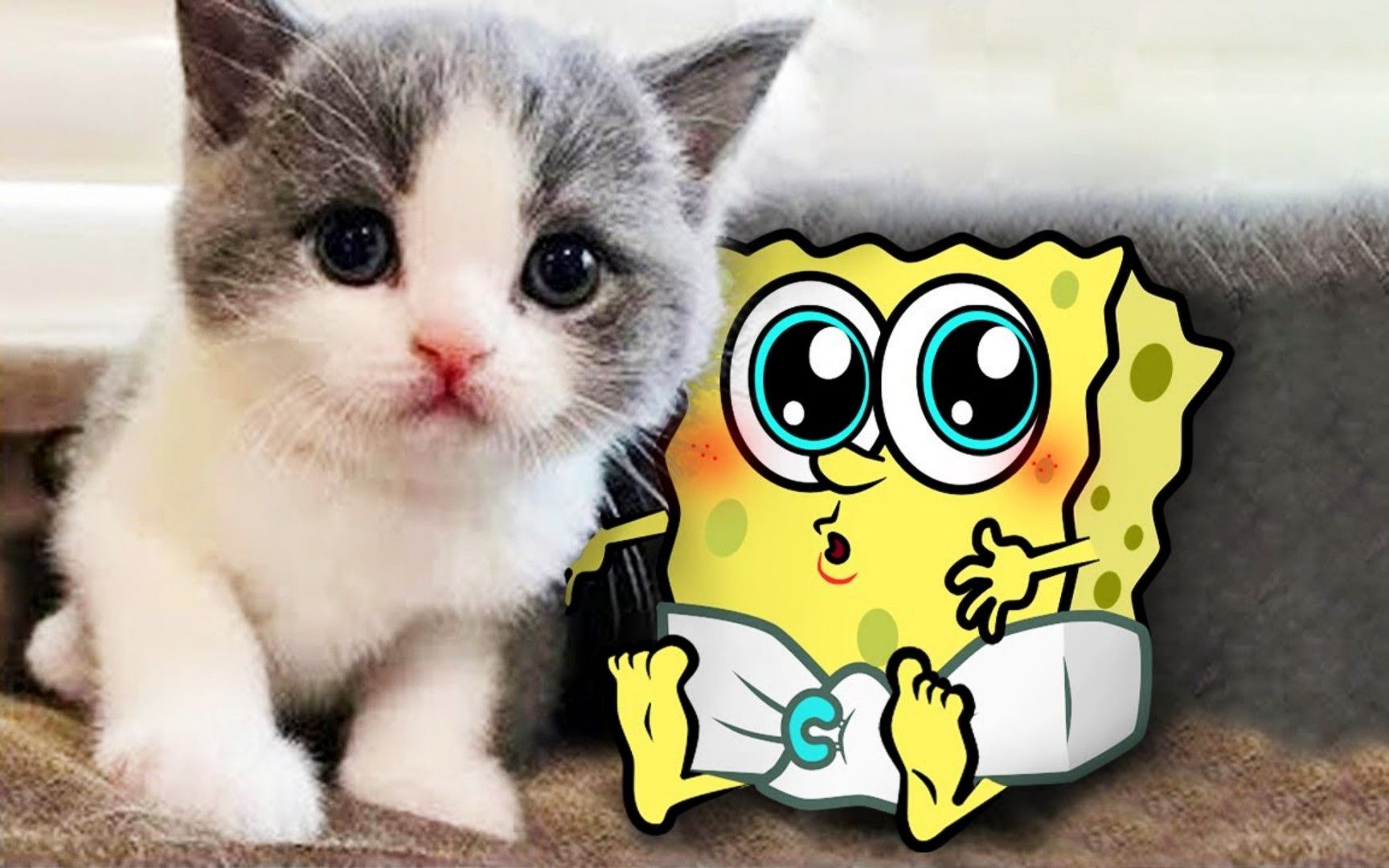 搞笑动画:挑战最萌小猫咪vs海绵小宝宝,谁最呆萌可爱呢?