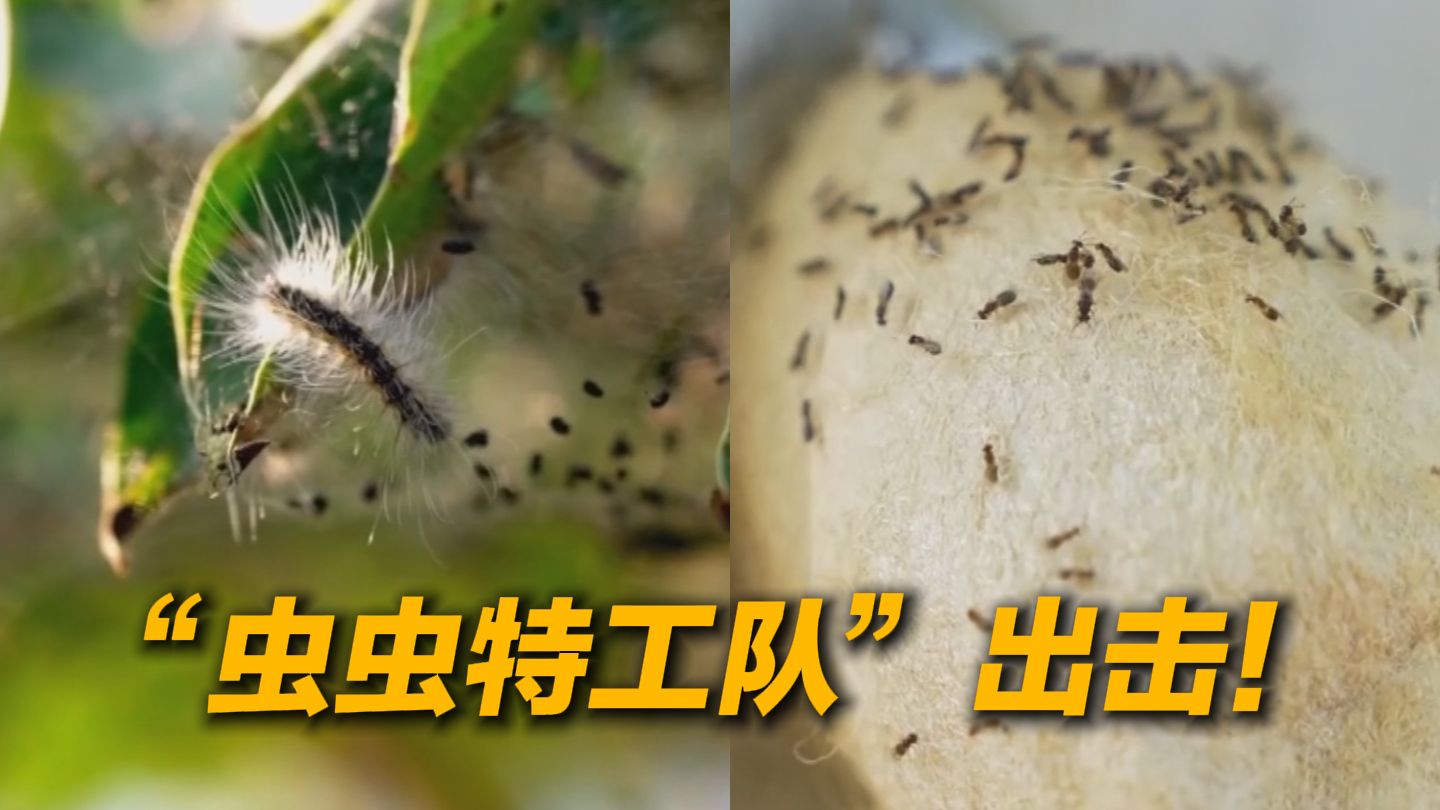 “以虫治虫”！北京派出11亿头“虫虫特工队”
