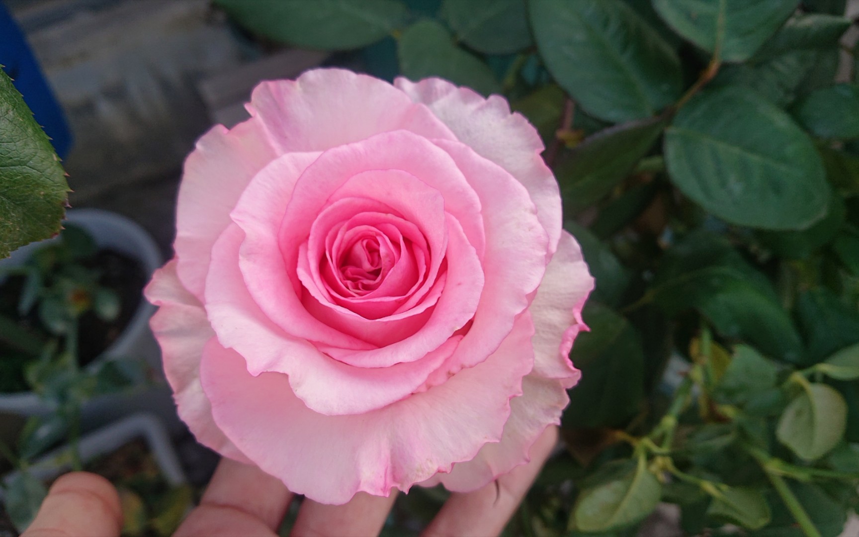 洛神,完美对版.对我来说,她是粉色龙沙宝石的替代月季,开花性超好!