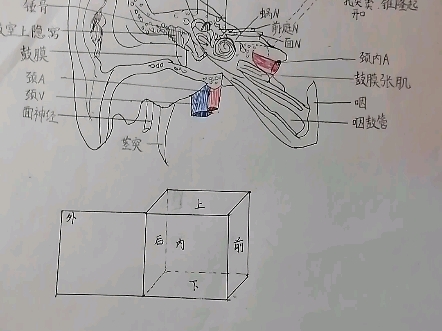 鼓室六个壁三维形象记忆【系统解剖学】