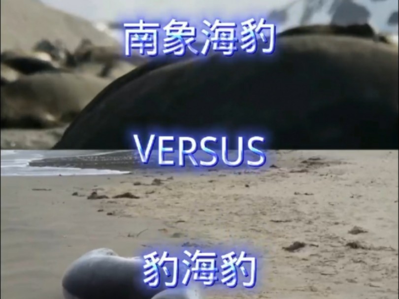 南象海豹versus豹海豹