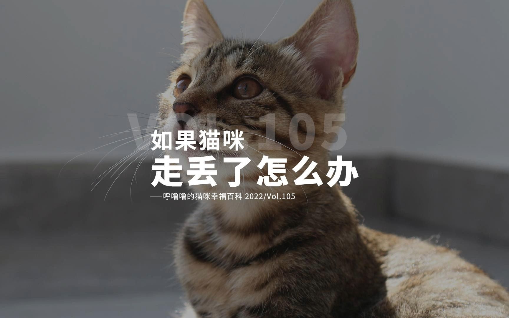 [图]猫咪走丢了该怎么办？不要着急先这样做