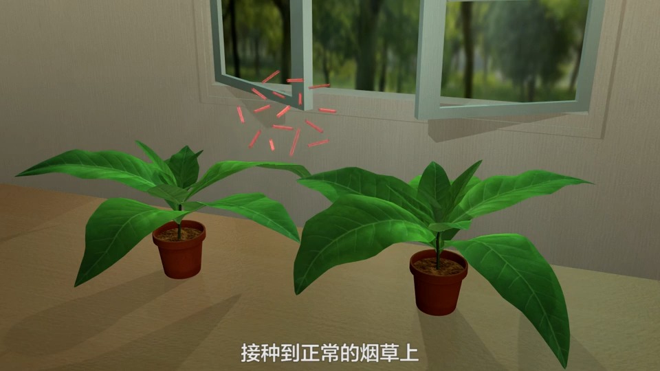 烟草花叶病毒侵染实验