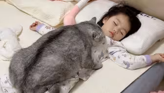 猫：幼崽睡哪我睡哪