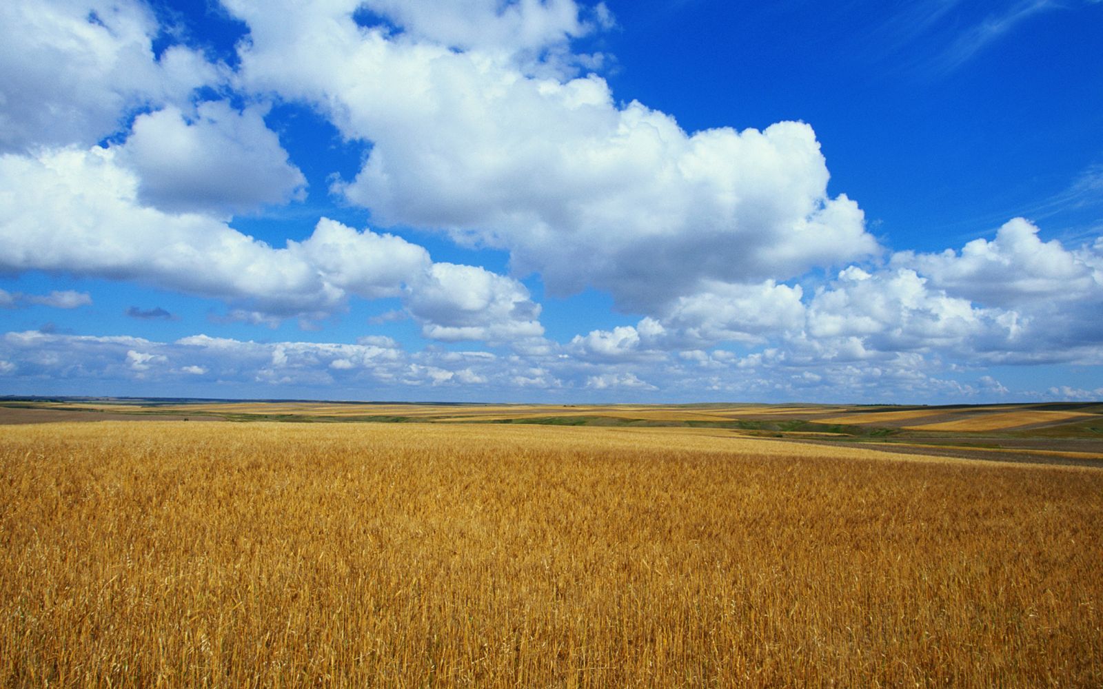 windowslonghorn概念版windowslonghornrtmbeta1