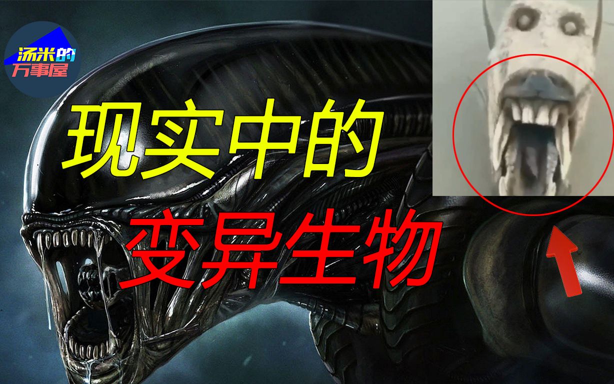 [图]现实中的变异生物，你见过几个？