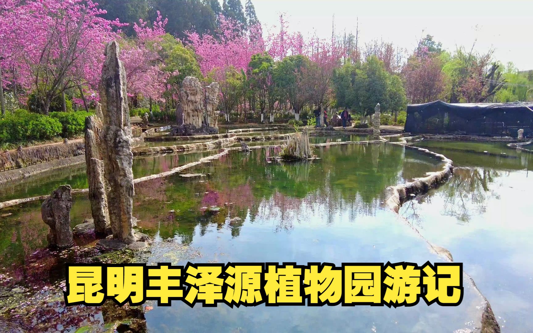 昆明丰泽源植物园游记