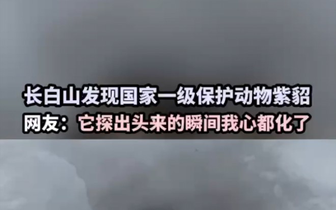 长白山发现国家一级保护动物紫貂网友:它探出头来的瞬间我心都化了哔哩哔哩bilibili