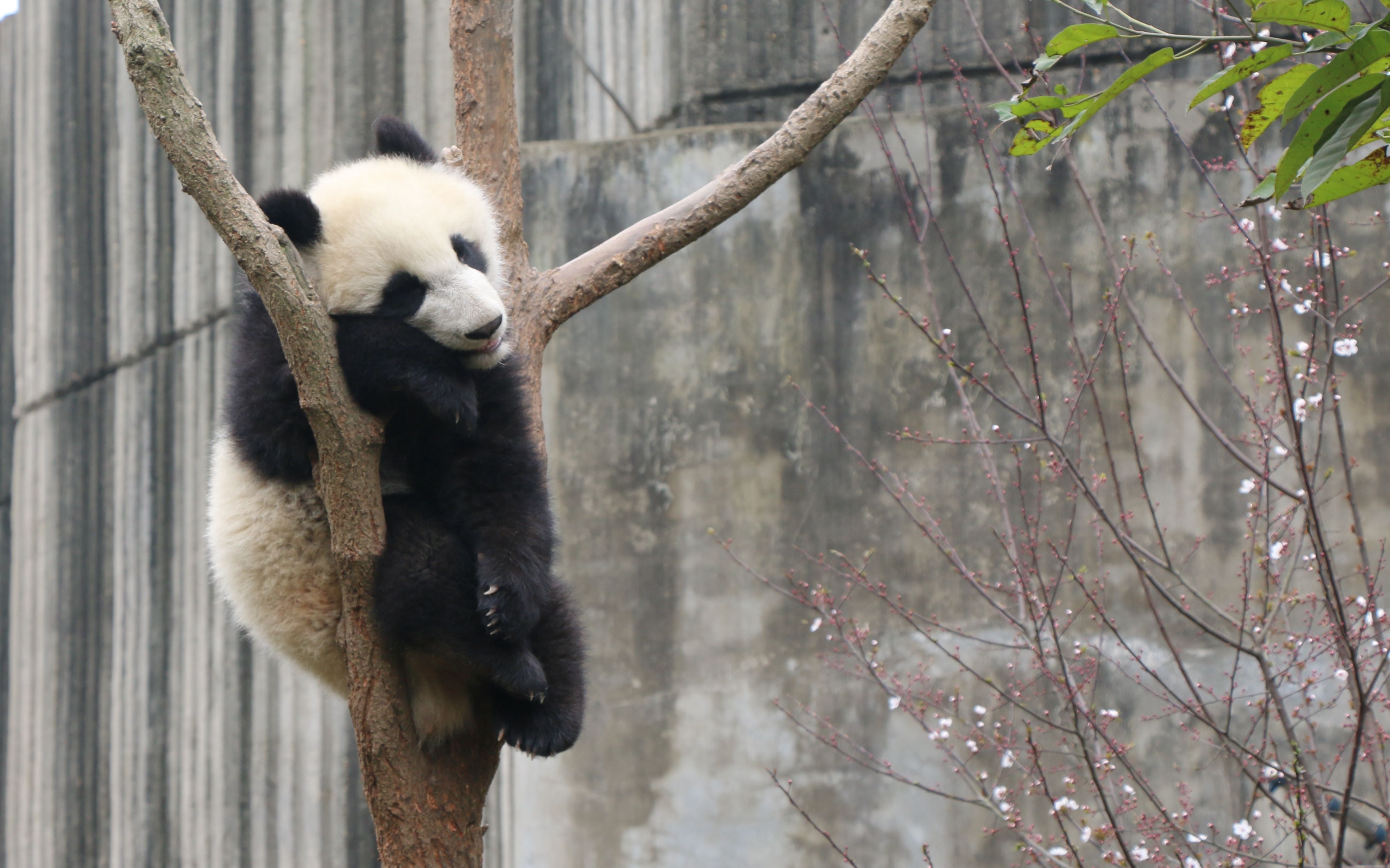 【原创】萌萌哒熊猫之爬树篇 @成都熊猫基地月亮产房