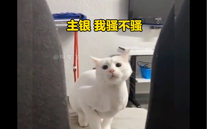 [图]猫脸都让你给丢尽了，分享给有趣的人