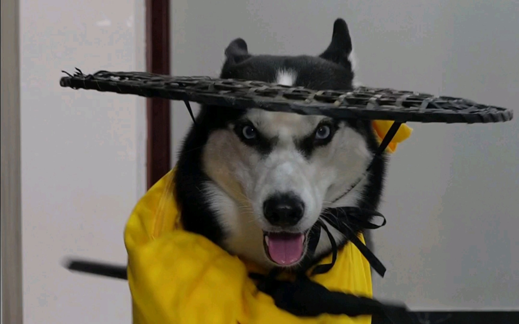 跟着二哈仗剑走天涯---哈士奇走秀