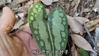 Download Video: 这种漂亮的植物，因为有着非常高的药用和观赏价值，所以导致野生资源越来越少了