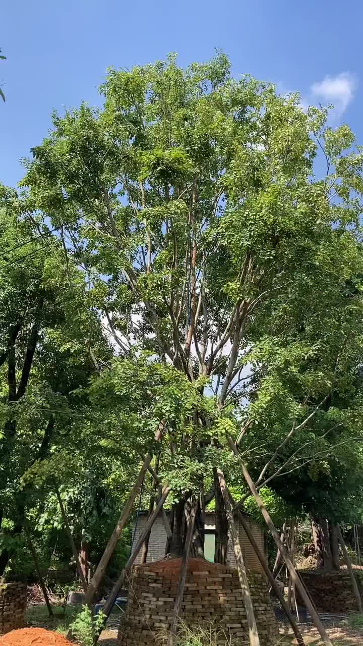 丛生朴树精品苗木