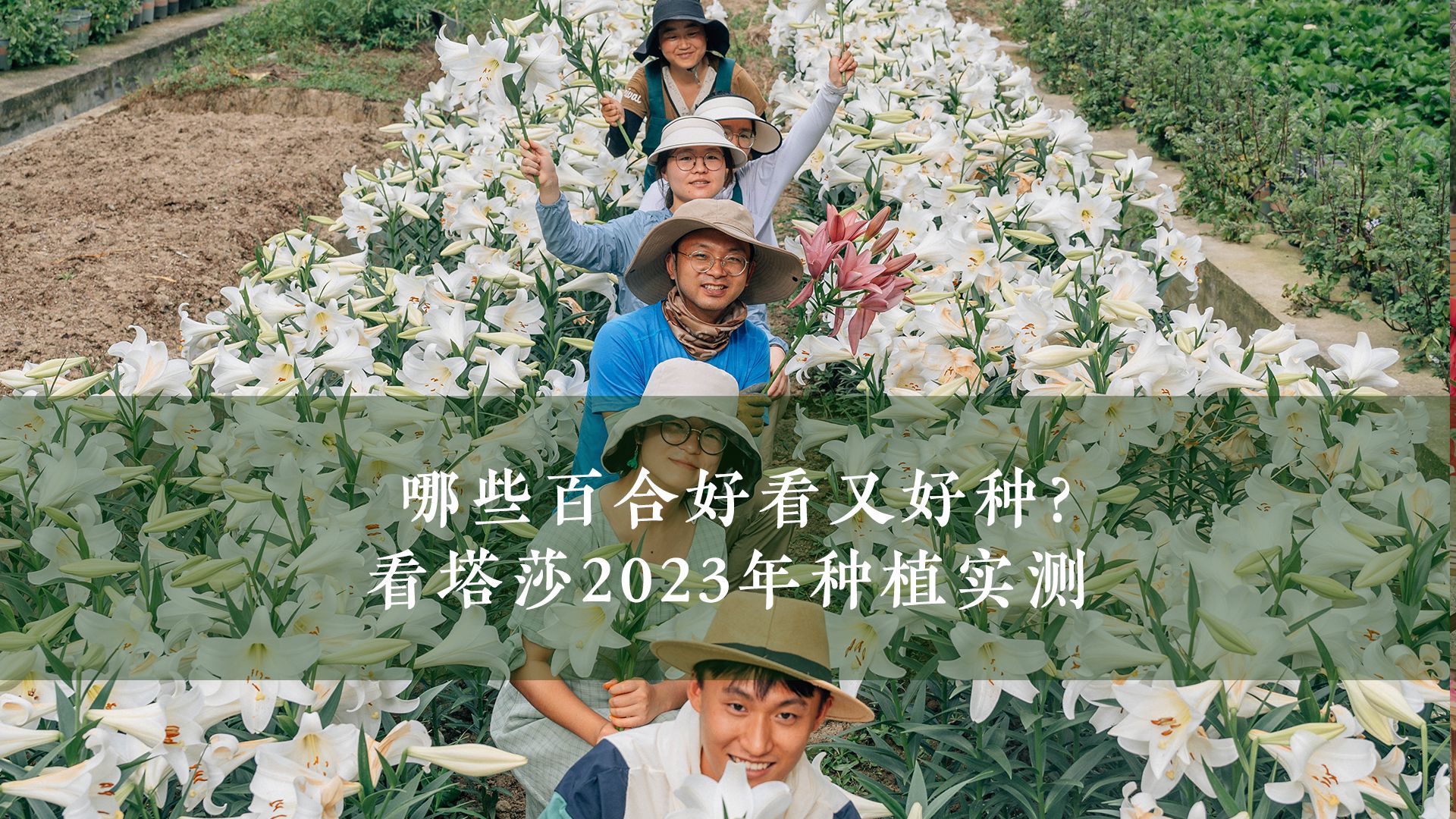 哪些百合好看又好种?看塔莎2023年种植实测哔哩哔哩bilibili