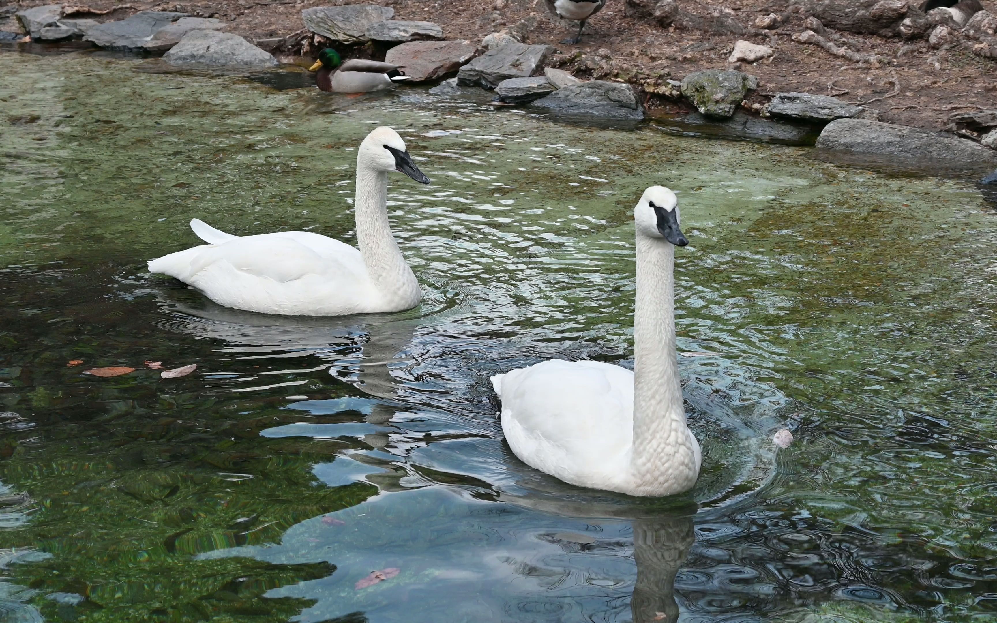 费城动物园4/原素材未剪辑/个人备份用