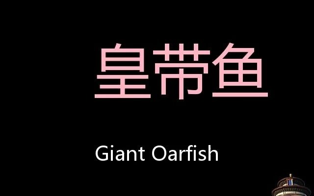 皇带鱼 Chinese Pronunciation Giant oarfish哔哩哔哩bilibili