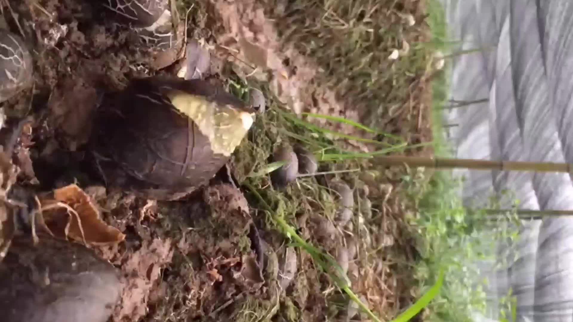 蘑菇生长记!大自然的魅力