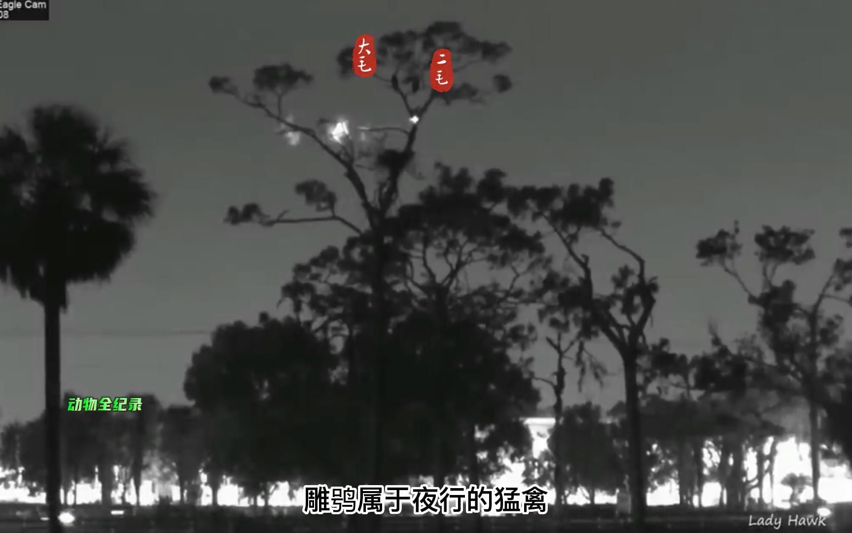 深夜,雕鸮再一次攻击了一号雕巢的幼崽,小雕们能逃过一劫吗?哔哩哔哩bilibili