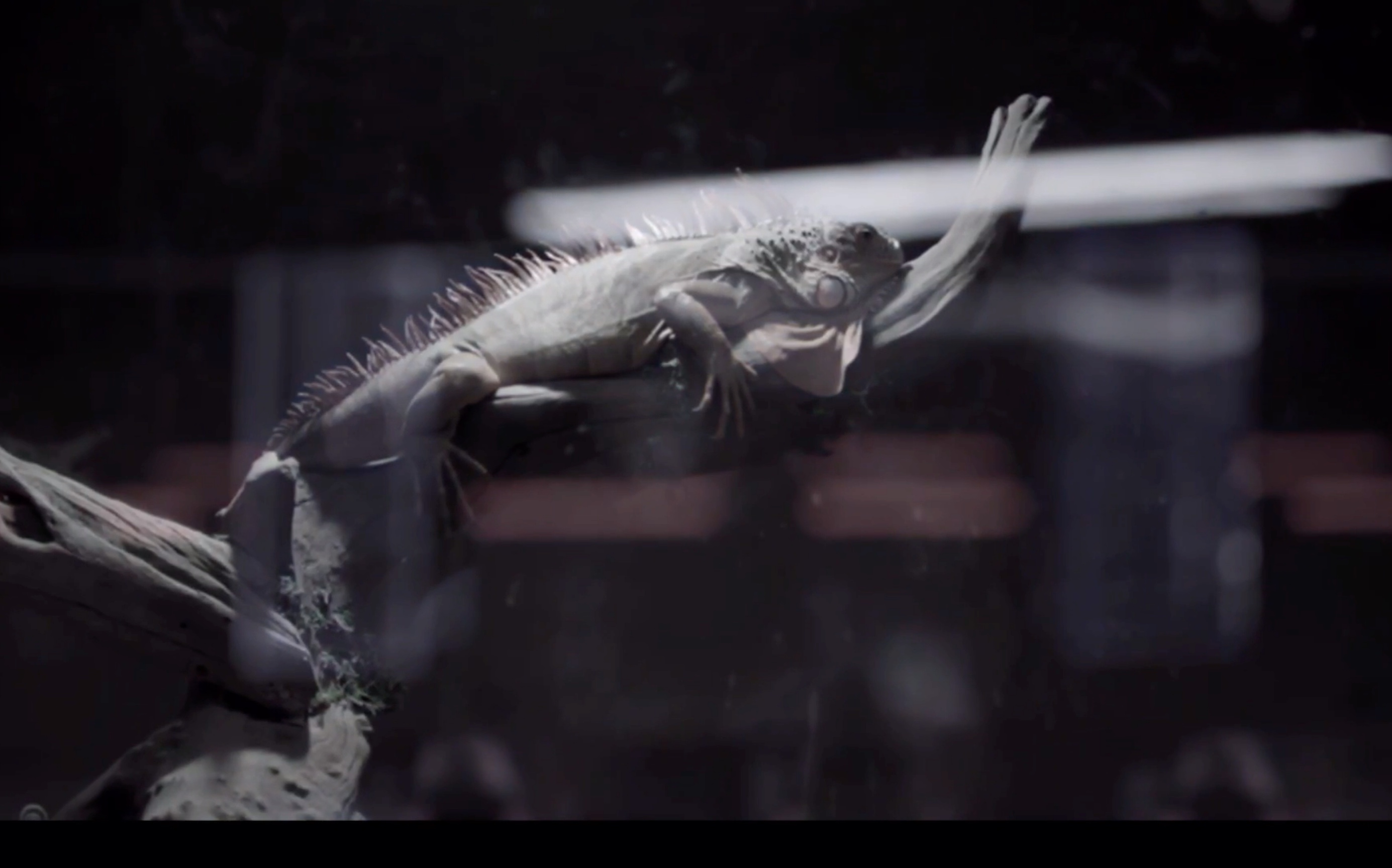 【明侦目标人物|思燃】张思睿x郝燃